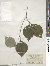 Cornus florida image