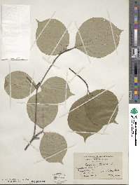 Cornus florida image