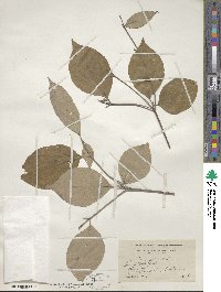 Cornus florida image
