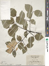 Cornus florida image