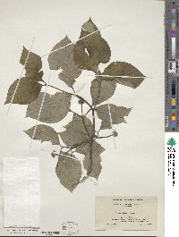 Cornus florida image