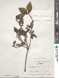 Cornus florida image