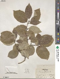Cornus florida image
