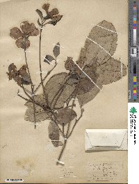 Cornus florida image