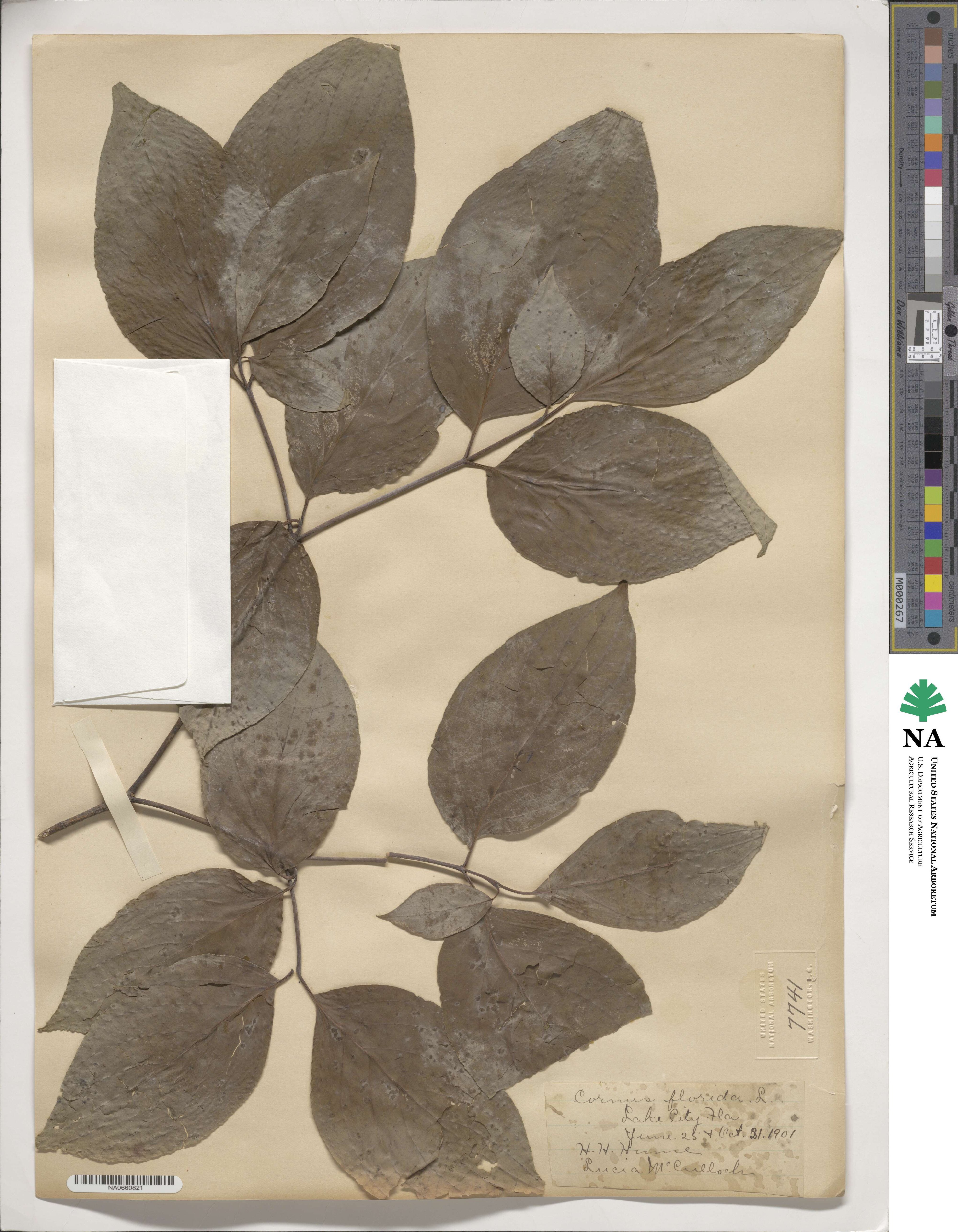 Cornus florida image