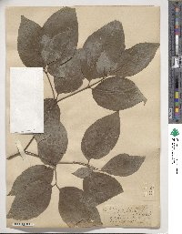 Cornus florida image