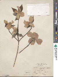 Cornus florida image