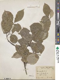 Cornus florida image