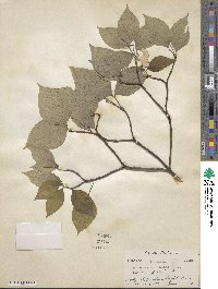 Cornus florida image