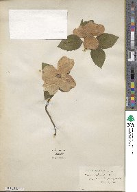 Cornus florida image
