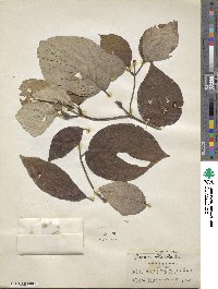 Cornus florida image