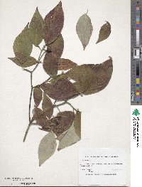 Cornus florida image