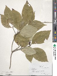 Cornus florida image