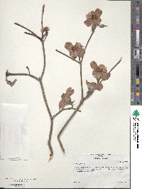Cornus florida image