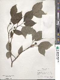 Cornus florida image