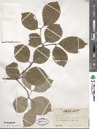 Cornus florida image