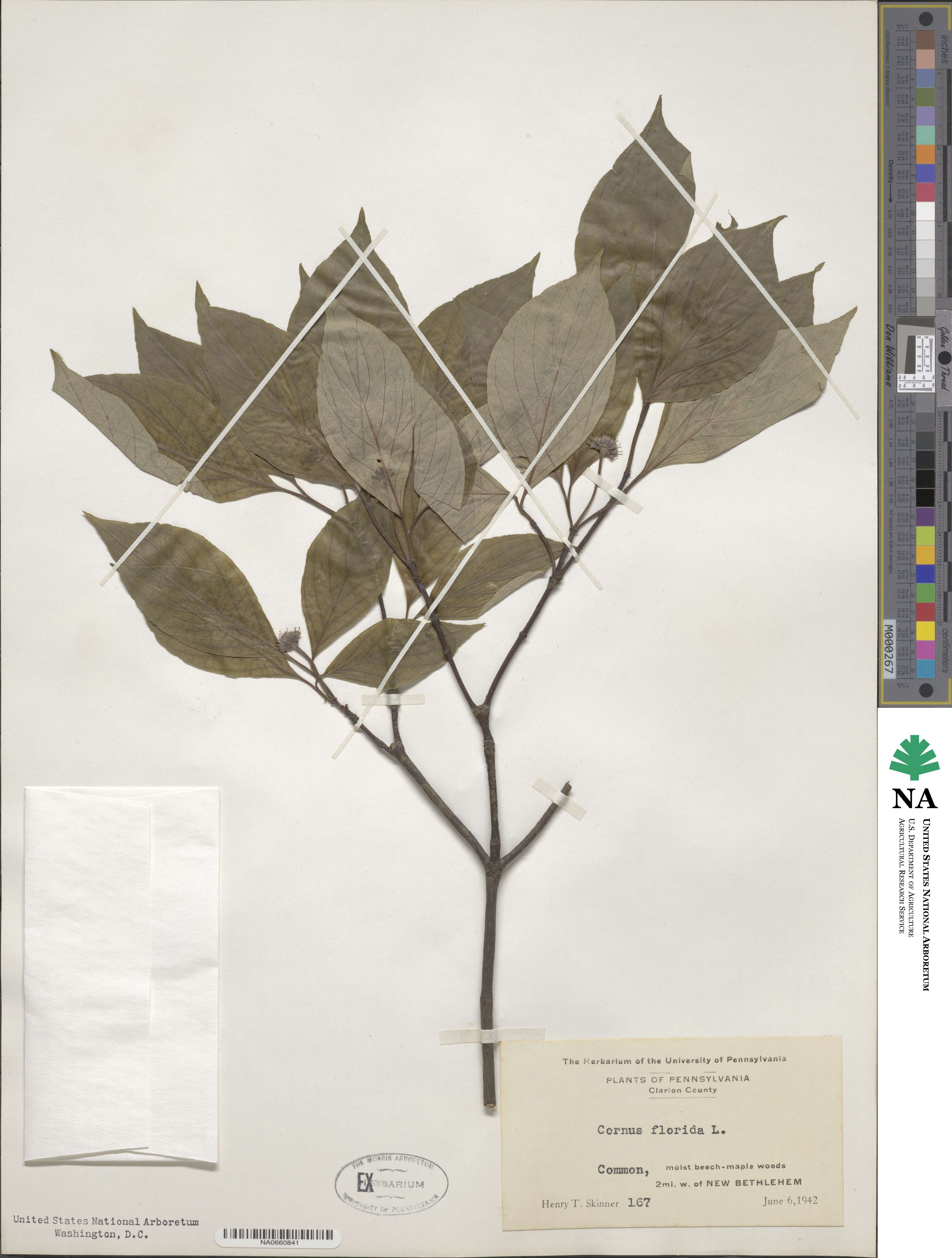 Cornus florida image