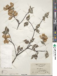 Cornus florida image