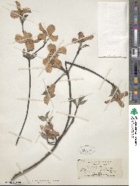 Cornus florida image