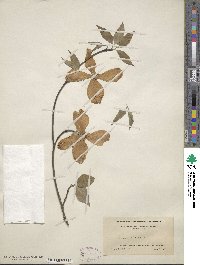 Cornus florida image