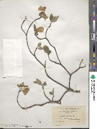 Cornus florida image