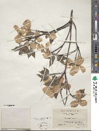 Cornus florida image
