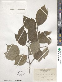 Cornus florida image