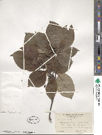 Cornus florida image