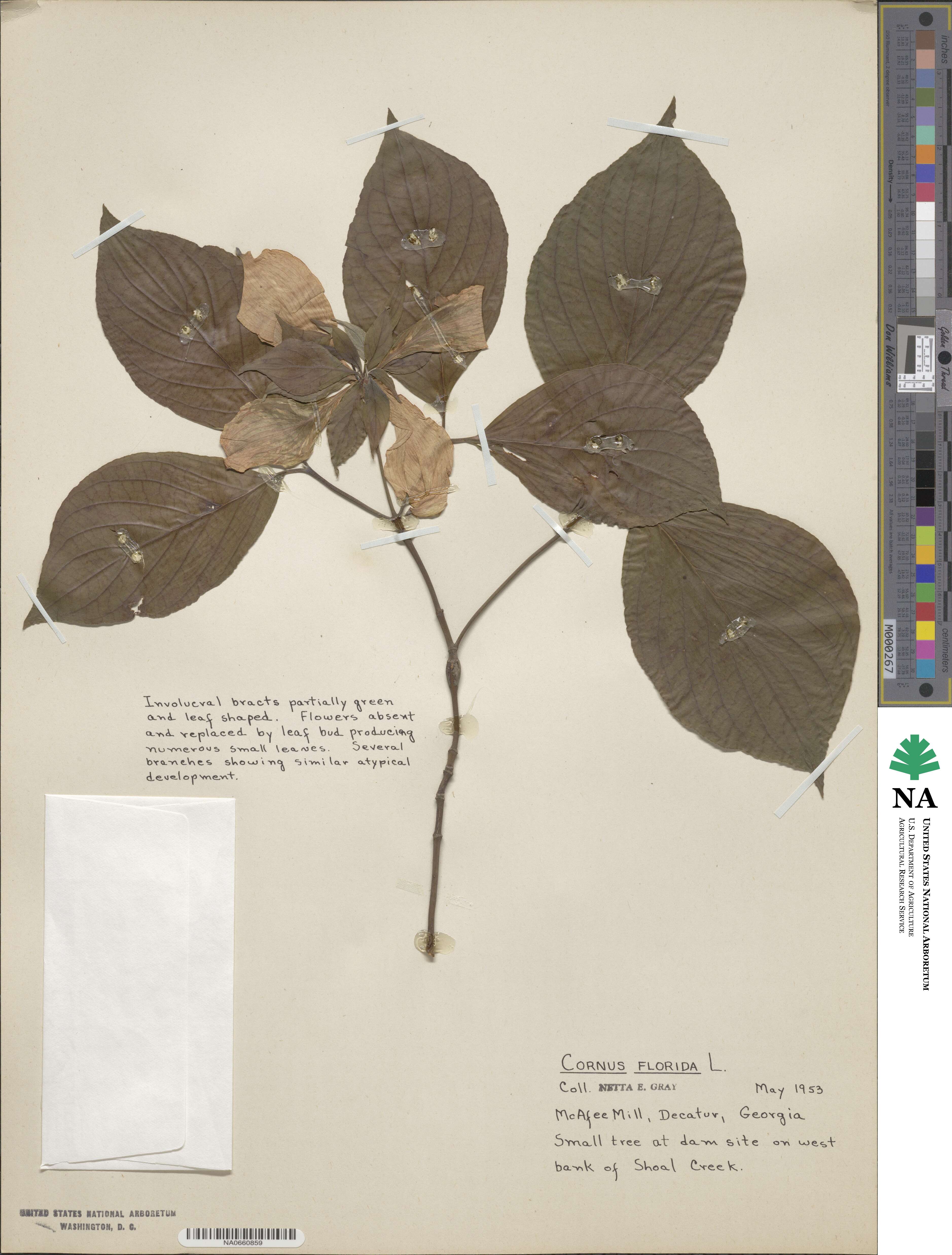 Cornus florida image