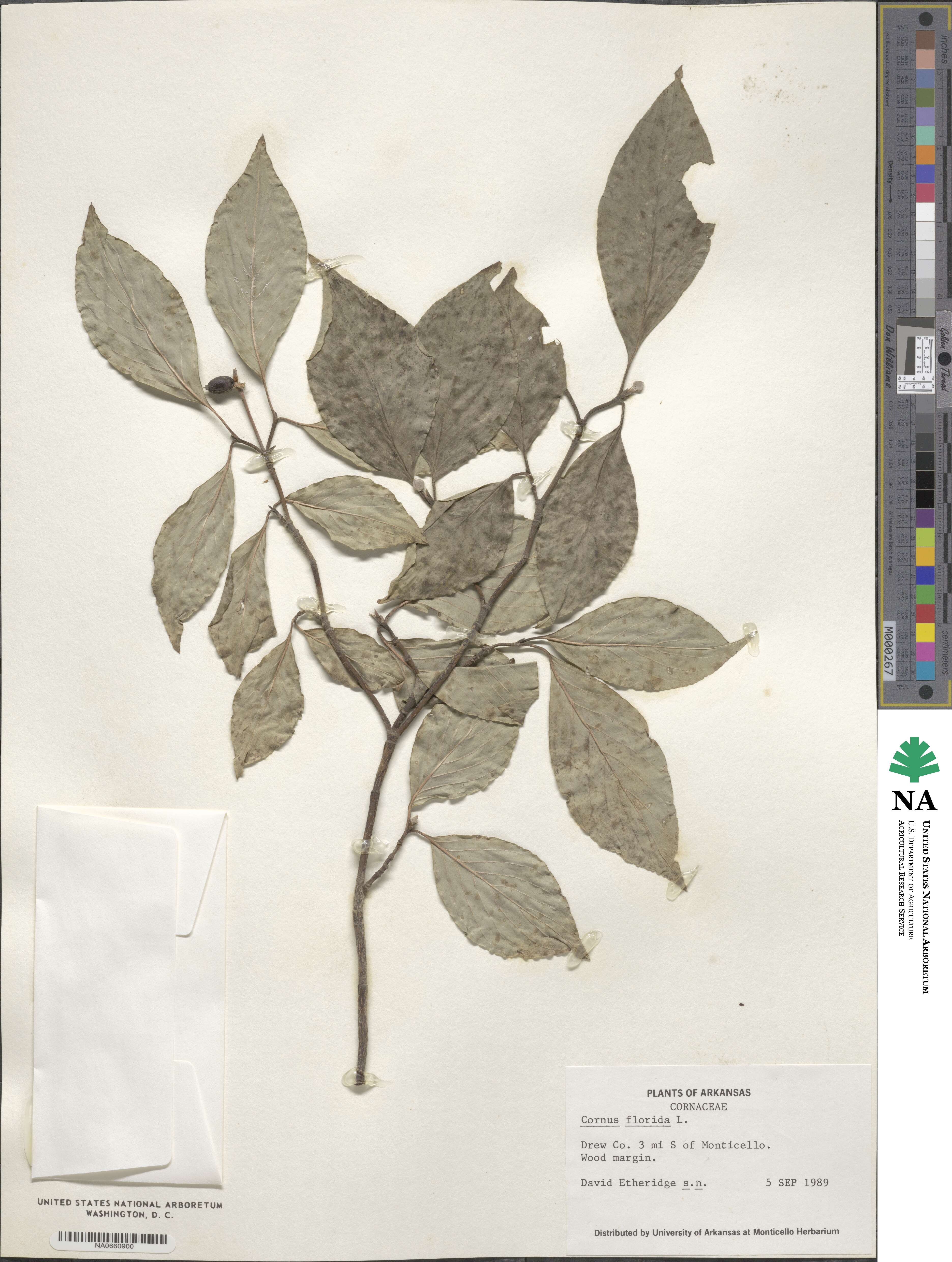 Cornus florida image