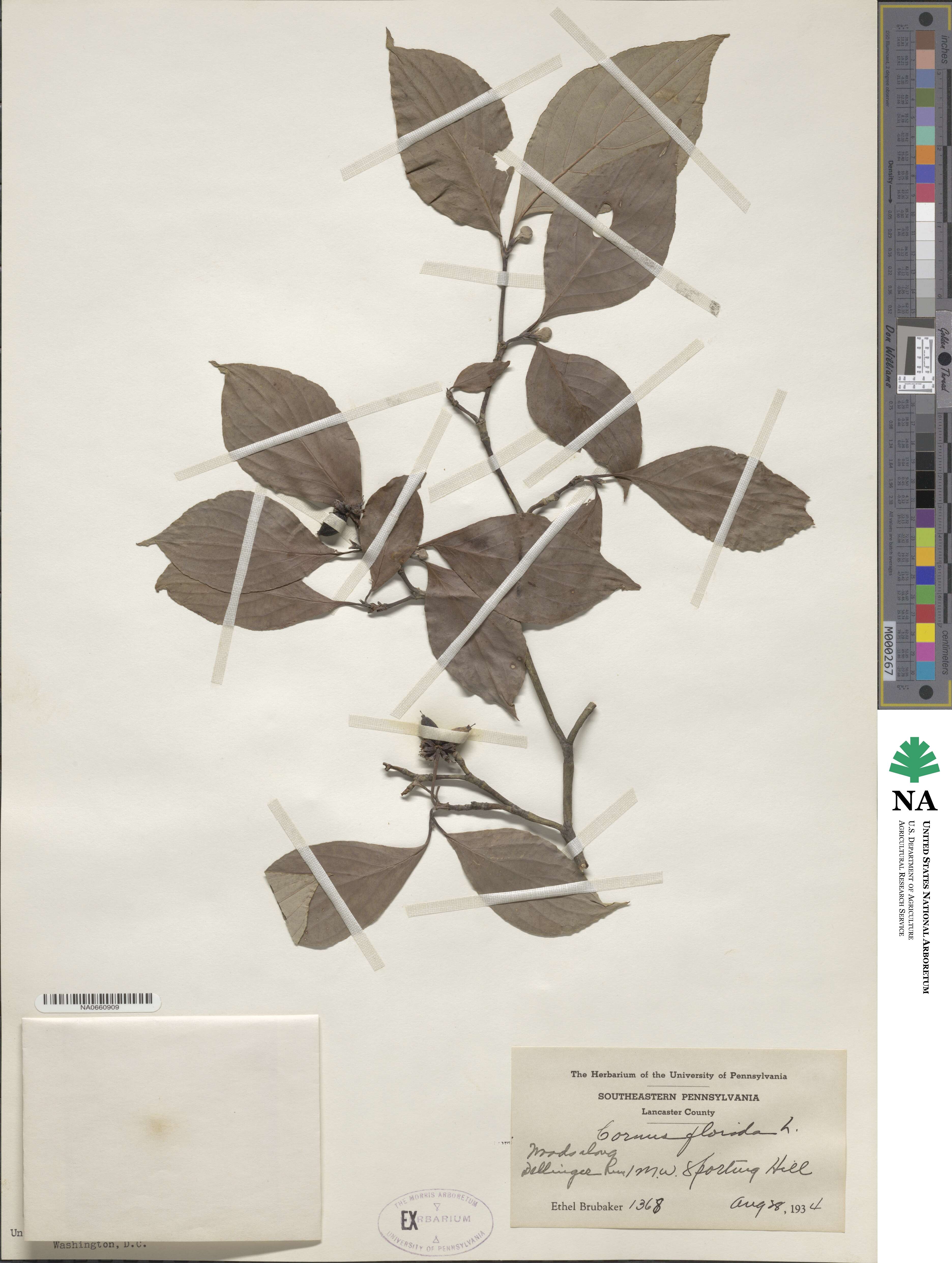 Cornus florida image