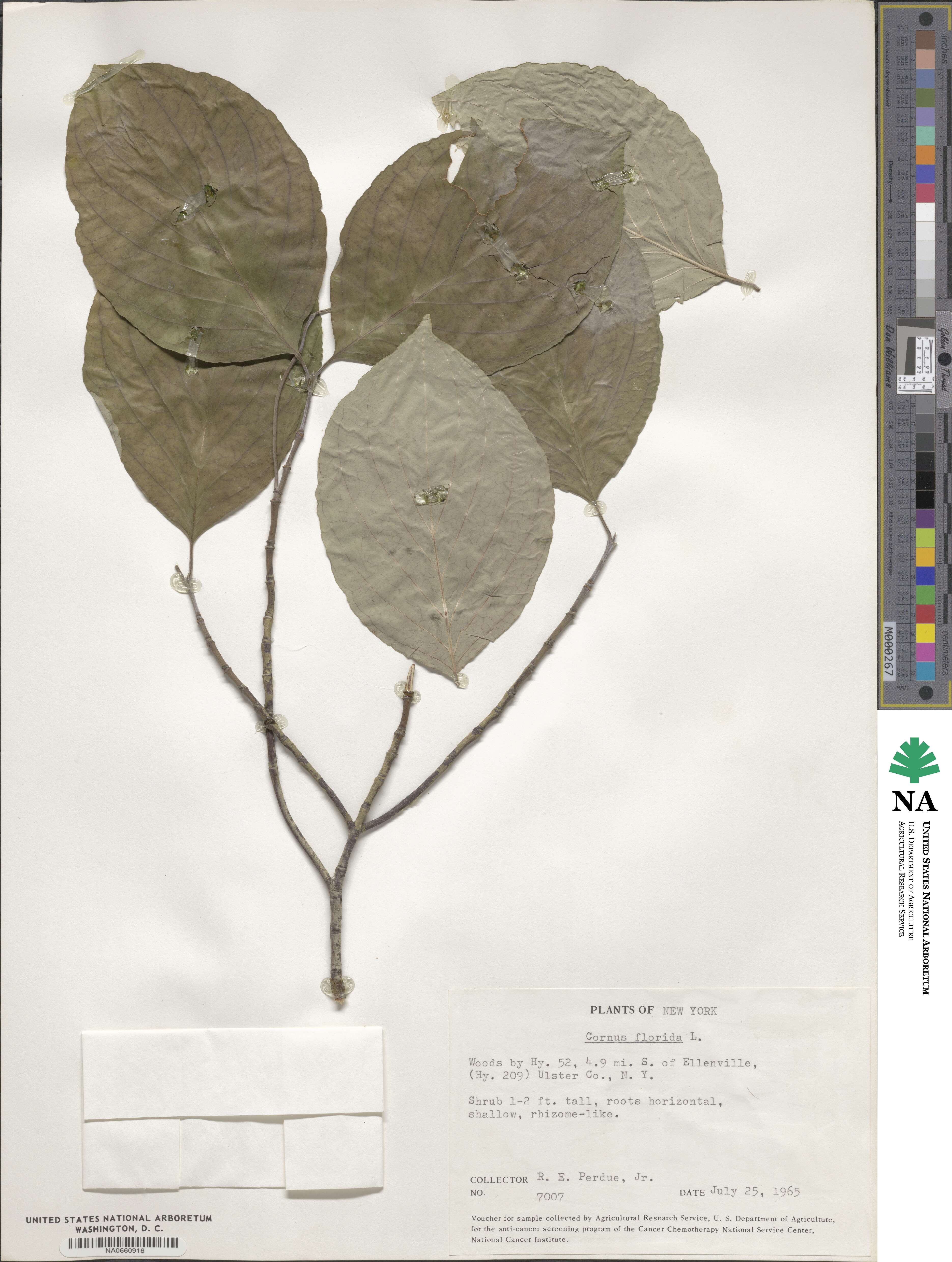 Cornus florida image