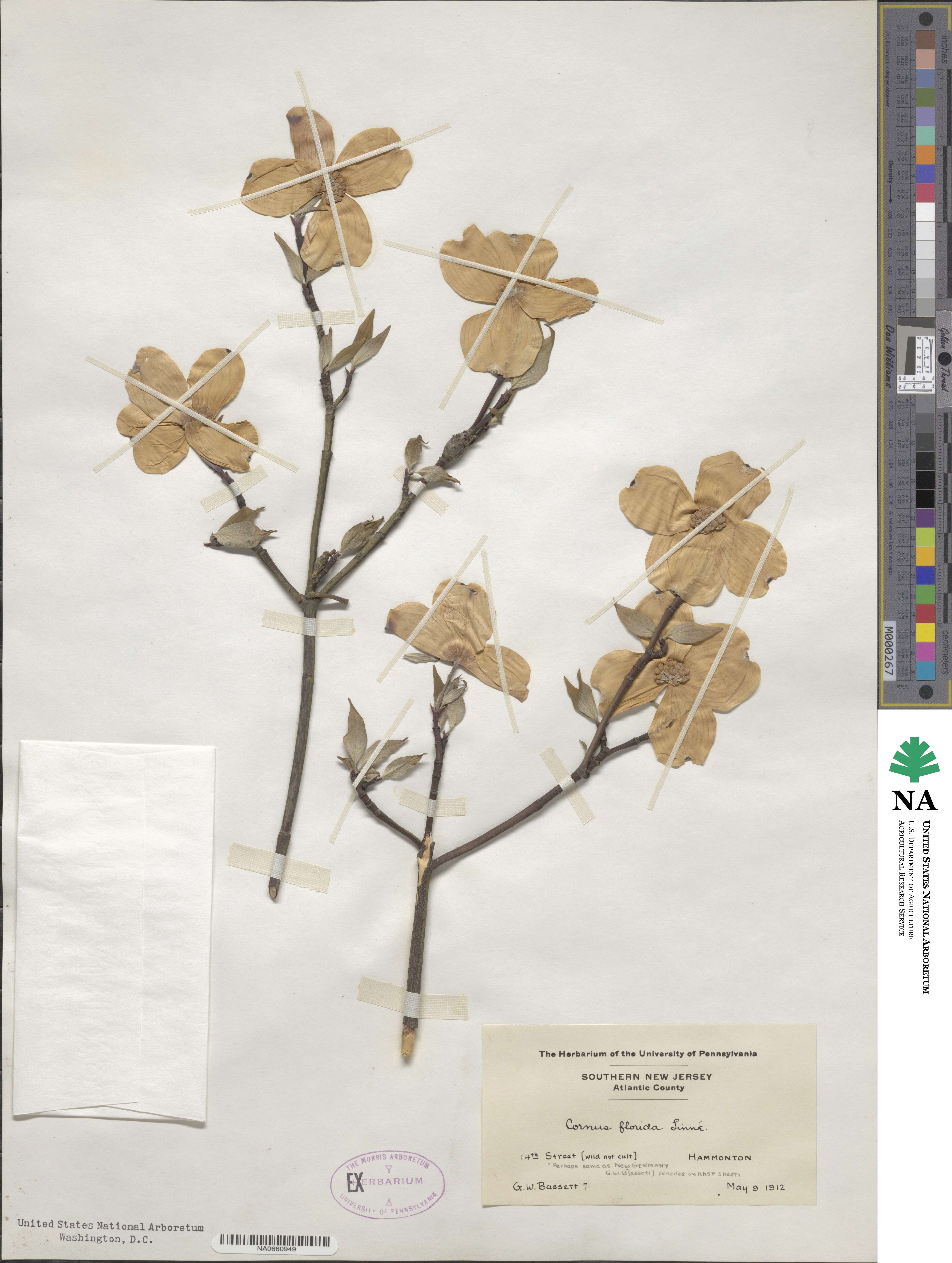 Cornus florida image