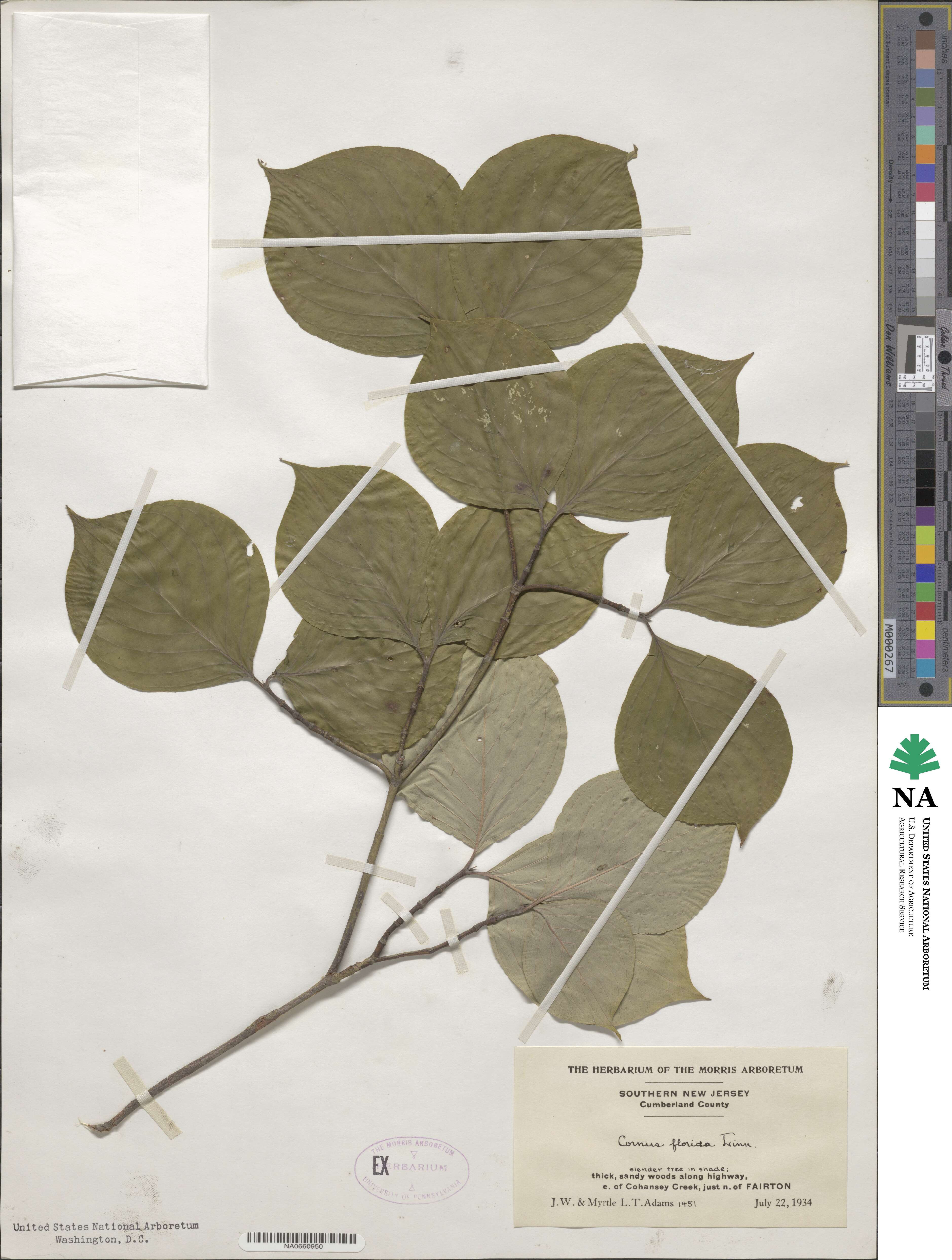 Cornus florida image