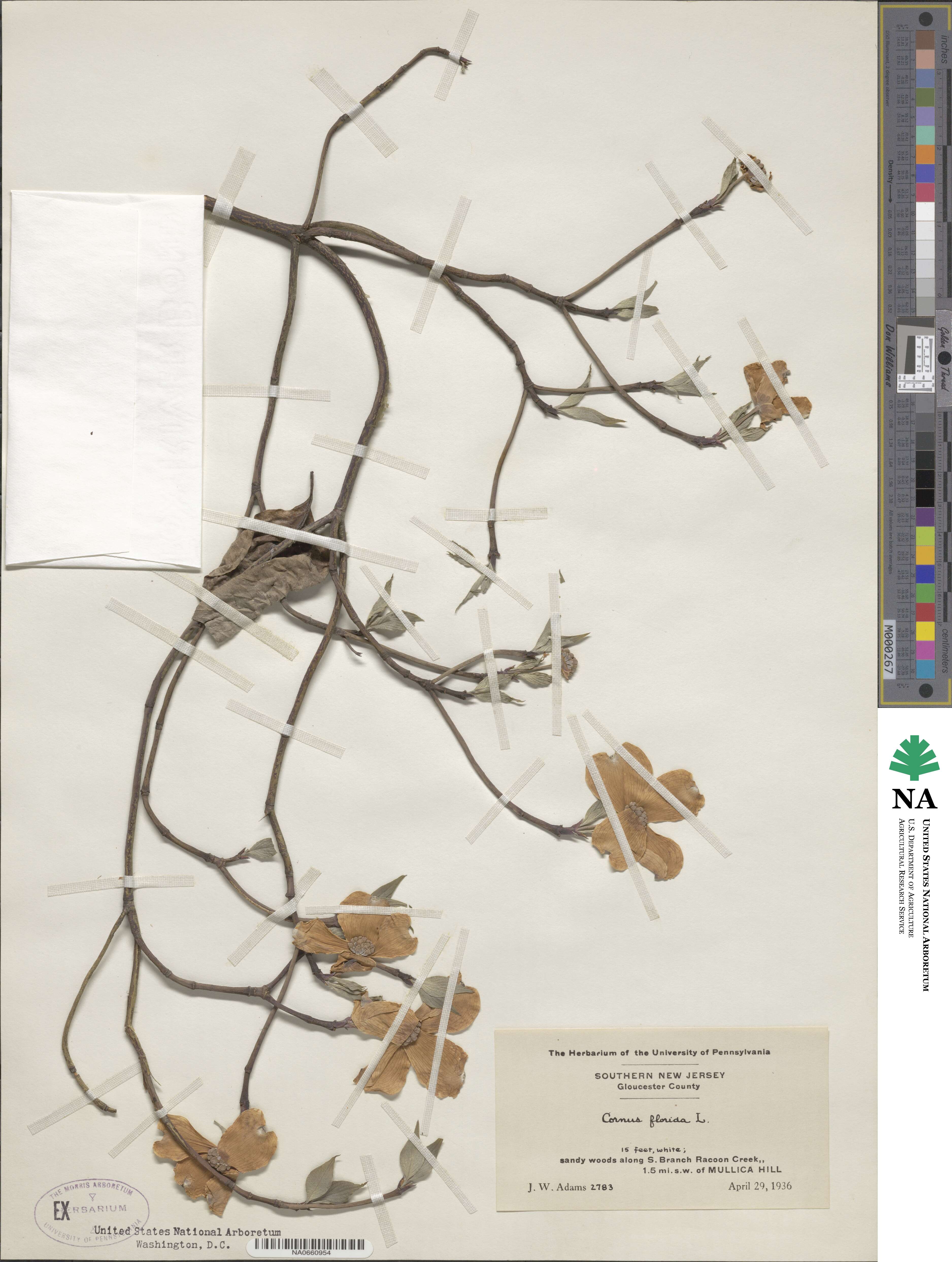 Cornus florida image