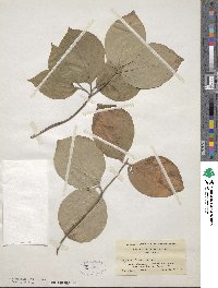 Cornus florida image
