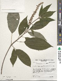 Clethra acuminata image