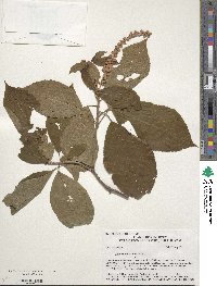 Clethra acuminata image