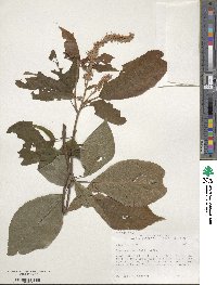 Clethra acuminata image