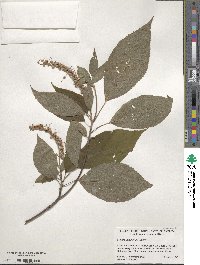 Clethra acuminata image