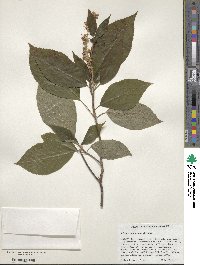 Clethra acuminata image