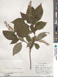 Clethra acuminata image