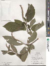 Clethra acuminata image