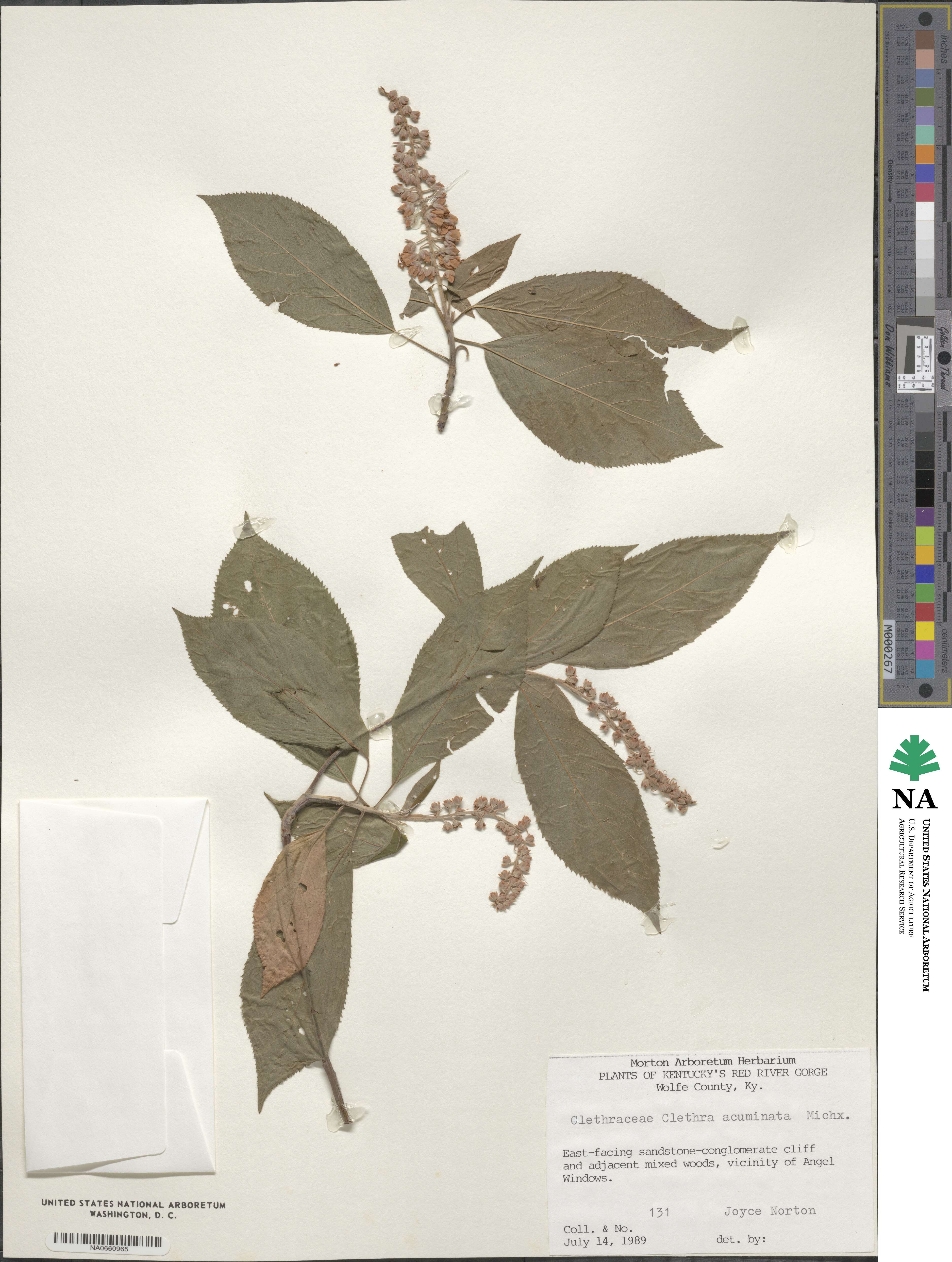 Clethra acuminata image