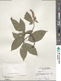 Clethra acuminata image