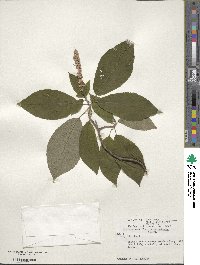 Clethra acuminata image