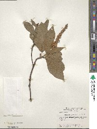 Clethra acuminata image