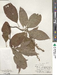 Clethra acuminata image