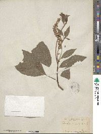 Clethra acuminata image