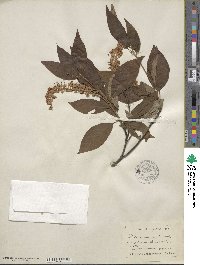 Clethra acuminata image